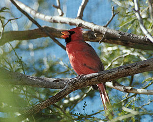 Picture of a 'Cardinal' bird singing