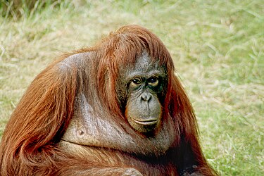 Image: Bornean orangutan (Pongo pygmaeus)