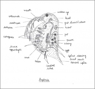 Labelled diagram of DAPHNIA.jpg