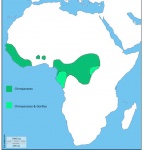 Image: Distribution of chimpanzees and gorillas. Original blank map from http://d-maps.com/carte.php?num_car=728&lang=en modified to show the distribution of the African great apes.