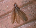 Winged Termite.jpg