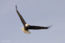 Birds-flying MG1135.jpg