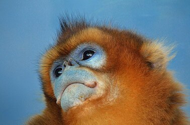 Image: Golden snub-nosed monkey (Rhinopithecus roxellana)