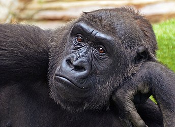Image: Western Gorilla (Gorilla gorilla gorilla)