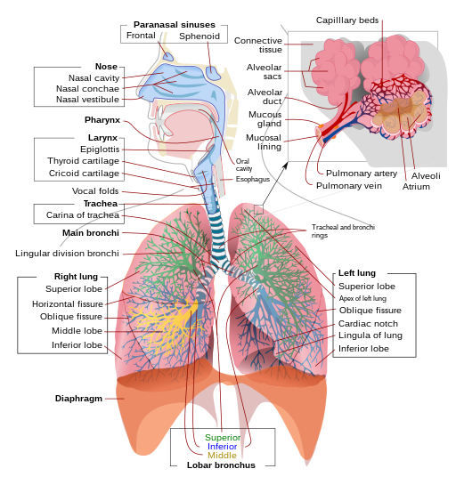 File:Respiratory system complete en.svg