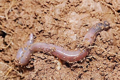 Earthworm.jpg