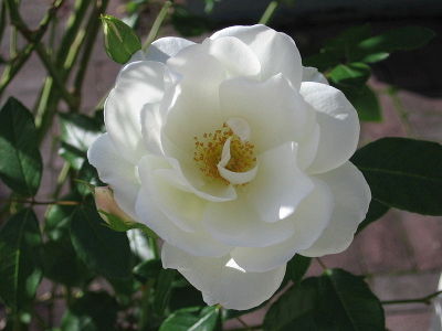 white rose flowers pictures. A Rose Flower