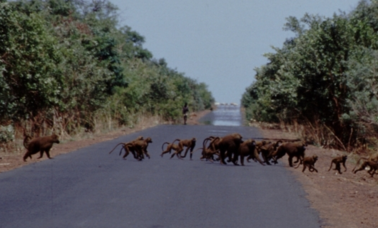 Image: Baboons crossing the road