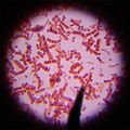 BacteriaVin.jpg