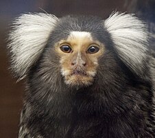 Image: White-eared Marmoset (notice the nostrils).
