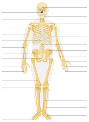 Image: Human skeleton diagram