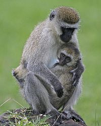 Image: Female vervet monkey (Chlorocebus pygerythrus) with infant