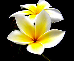 File:Tropical flower.jpg