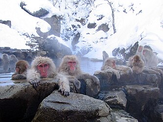 Image: Japanese macaques (Macaca fuscata) in hotspring at Nagano, Japan