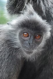 Image: Monkey