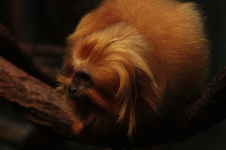 Image: Golden Lion Tamarin. Woodland Park Zoo 9/30/2011