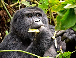 Image: Mountain gorilla (G. b. beringei)
