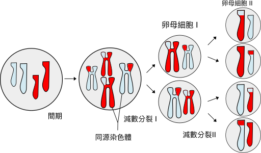 File:Meiosis Overview.svg