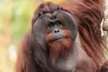 Image: Fully mature male Bornean orangutan (Pongo pygmaeus)