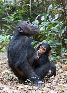 Image: Mother chimpanzee (Pan troglodytes) and offspring
