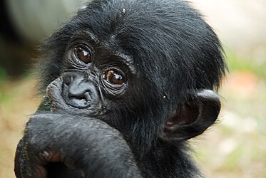 Image: Baby bonobo (Pan paniscus)