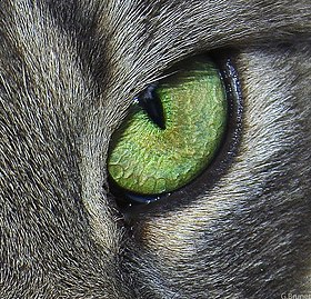 Cats eye.jpg