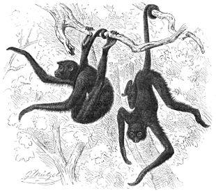 Image: Spider monkeys