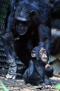 Image: Chimpanzee mother and baby