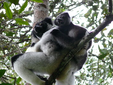 Image: Indri female and infant.