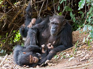 Image: Chimpanzee (Pan troglodytes) female and offspring