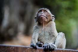 Image: Macaca fascicularis - crab-eating macaque (notice the nose)