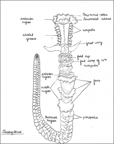 Labelled diagram of Chaetopterus.jpg