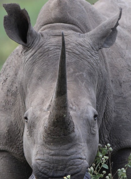 Rhino - Photo by Mandy Henry on Unsplash
