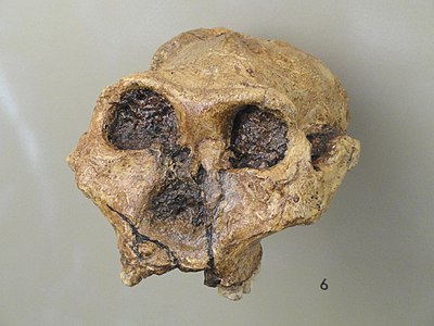 Image: Paranthropus robustus