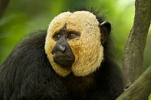 Image: White-faced saki monkey