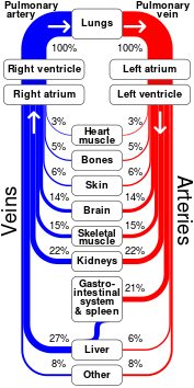 Sankey diagram human circulatory system.svg