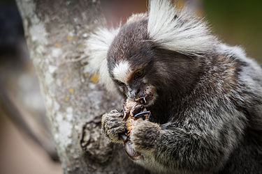 Image: Common marmoset (Callithrix jacchus) eating a cockroach