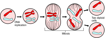 Illustration of Mitosis