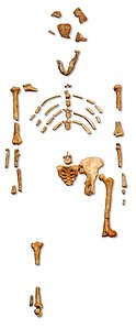 Image: Reconstruction of the fossil skeleton of "Lucy" the Australopithecus afarensis