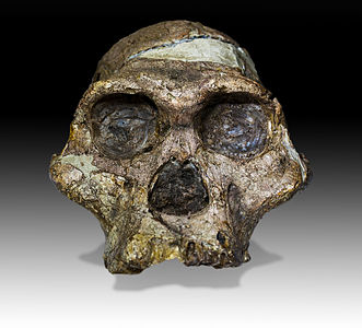 Image: Mrs Ples (Australopithecus africanus)