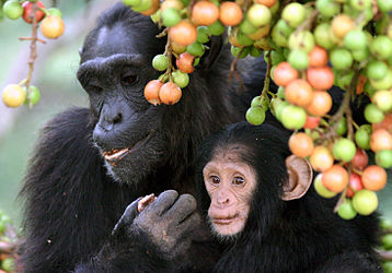 Image: Adult female and infant wild chimpanzees (Pan troglodytes) feeding on Ficus sur (figs)