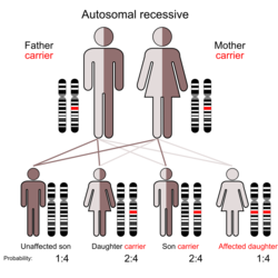 Illustration of Autosomal recessive inheritance
