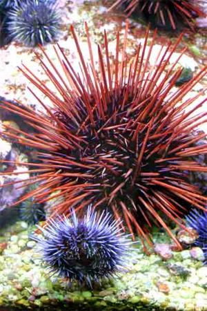 Sea Urchin Characteristics