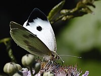 Insect cabbage white butterfly 20080722 0066.jpg