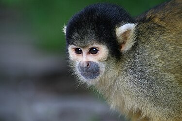 Image: Bolivian-squirrel-monkey