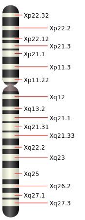 File:Chromosome X.svg