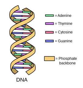 File:DNA simple2.svg