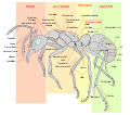 Scheme ant worker anatomy-en.svg
