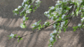 Cinemagraph de fleur de pommier - 640px.gif