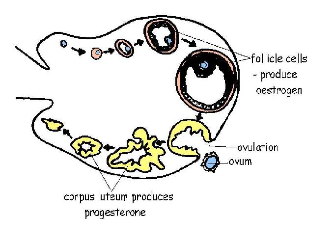 Ovarian cycle with ovulation event A coloured and labelled.JPG